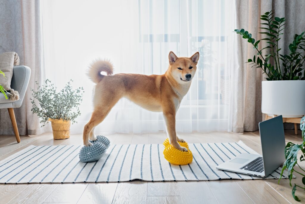 Shiba Inu dog trains balance on gray and yellow stability balls for core strengthening